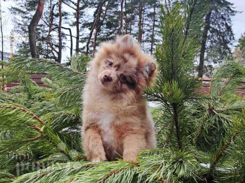 Pomeranian puppy