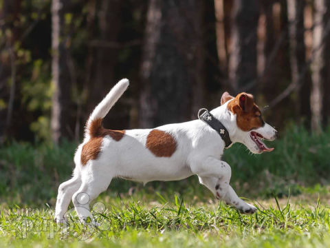 Jack-Russell-Terrier puppy
