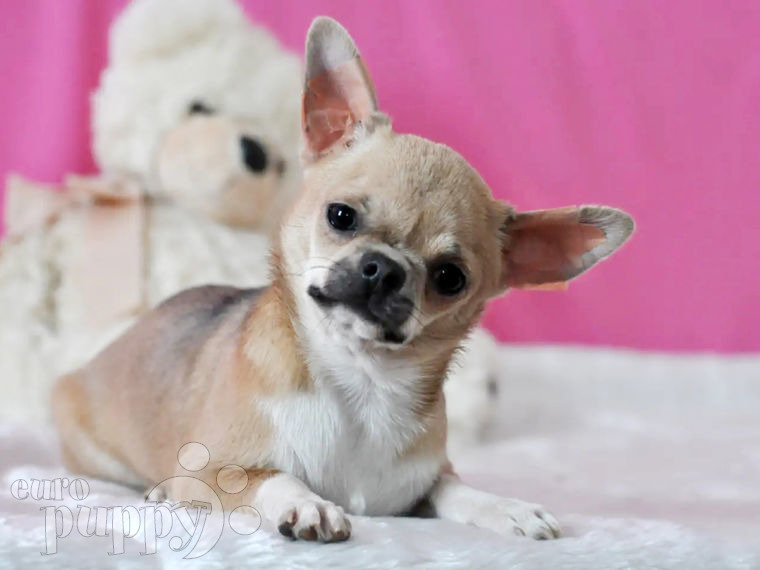 Chihuahua puppy