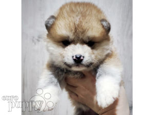 Akita Inu puppy