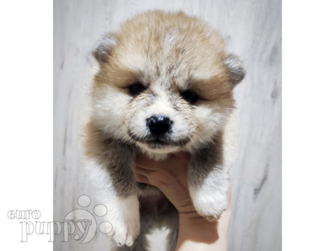 Akita Inu puppy