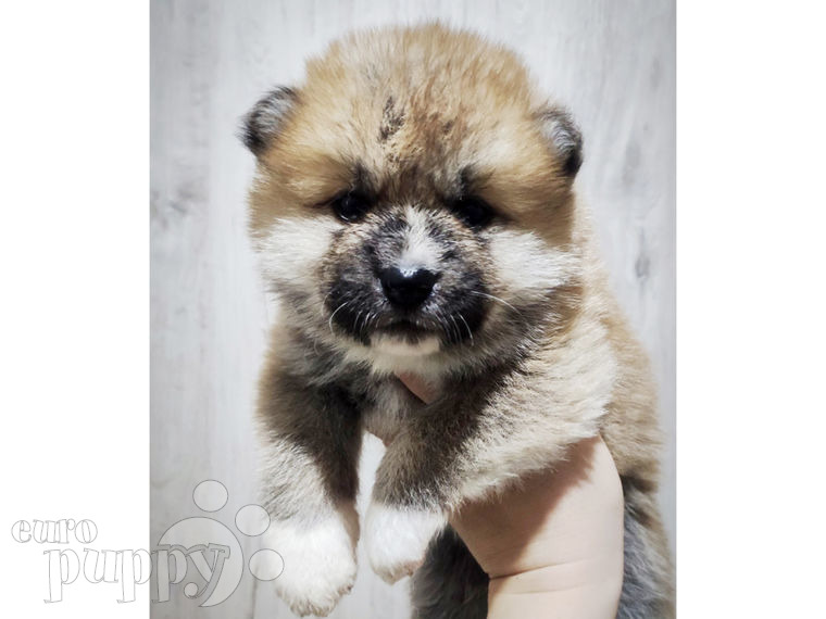 Akita Inu puppy