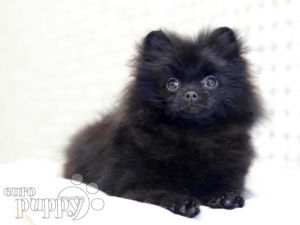 Pomerano puppy