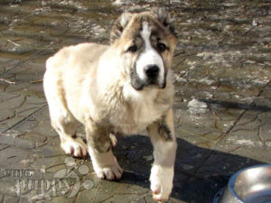 Central Asian Ovtcharka puppy