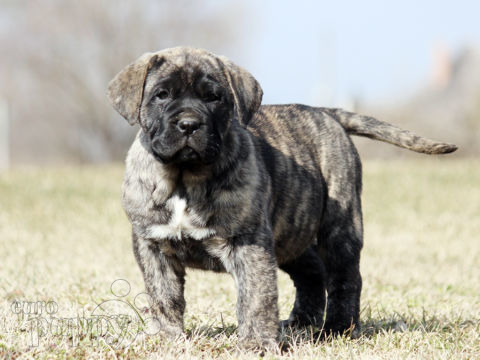 Dogo Canario puppy