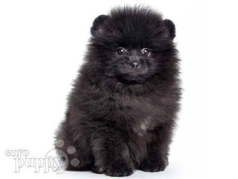 Pomeranian puppy