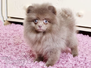Deutscher Zwergspitz puppy