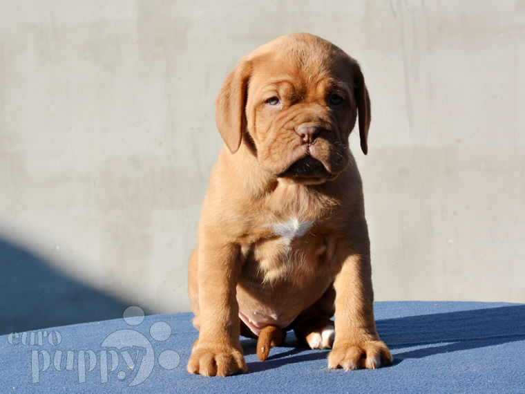 Dogue de Bordeaux puppy