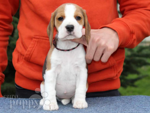Beagle puppy