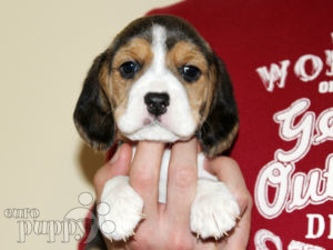 Beagle puppy