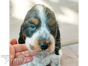 Englischer Cocker Spaniel puppy