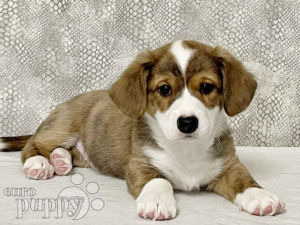 Welsh Corgi puppy