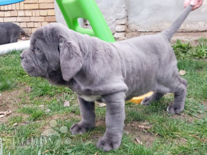 Mastino Neapolitano puppy