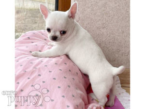 Chihuahua puppy