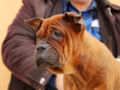 Chongqing dog cachorro en venta