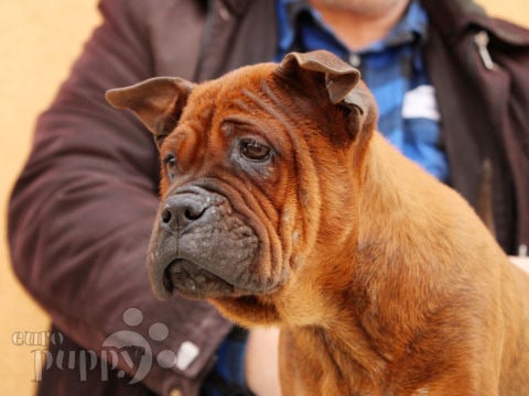 Chongqing dog welpen kaufen