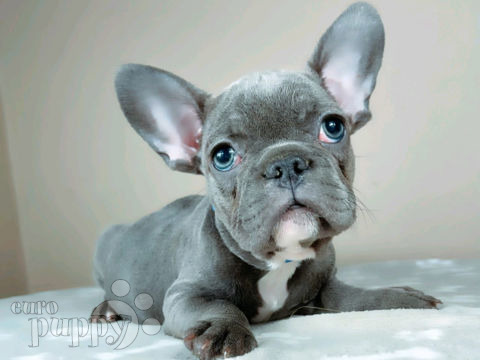 Bulldog Francés puppy