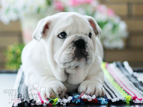 Bulldog Inglés puppy
