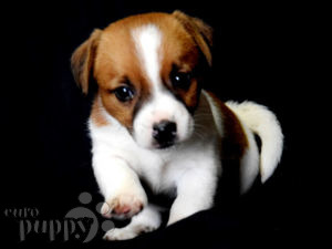Jack-Russell-Terrier puppy
