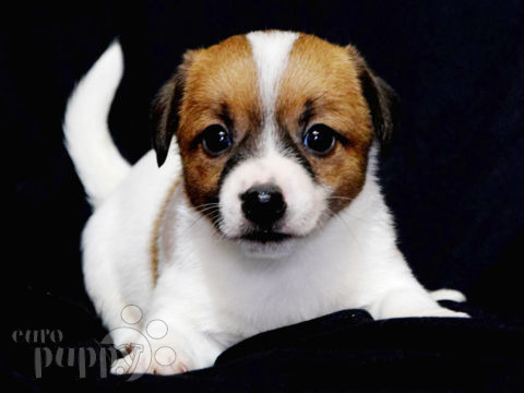 Jack-Russell-Terrier puppy