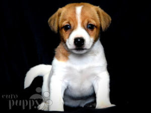 Jack-Russell-Terrier puppy