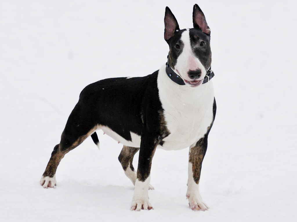 can a staffordshire bull terrier live in senegal