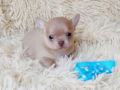 Chihuahua puppy