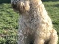 Irish Soft Coated Wheaten Terrier puppy