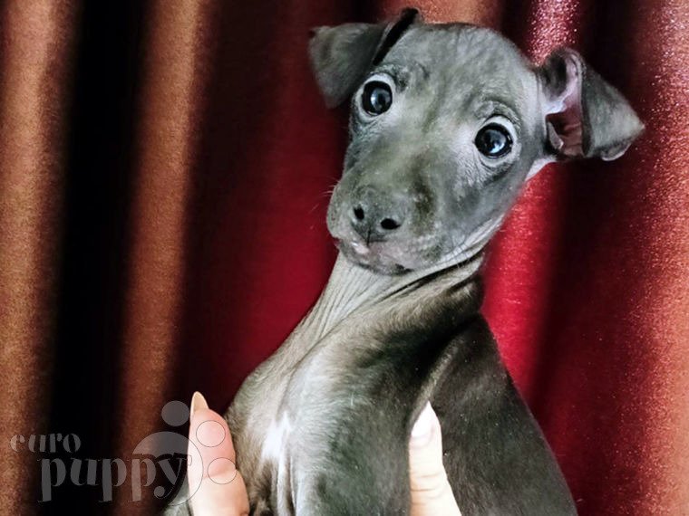 Italienisches Windspiel puppy