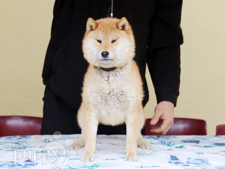 Shiba Inu puppy