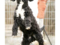 Barbet puppy