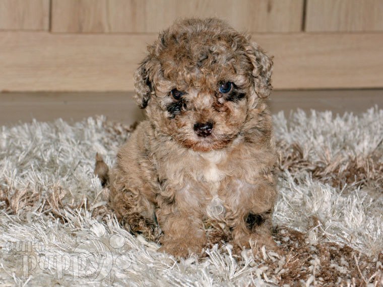 Miniature Poodle puppy