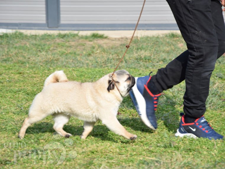 Pug puppy