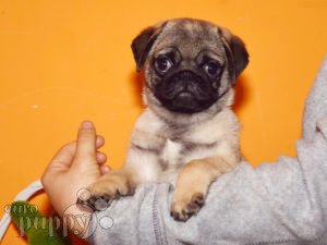 Mops puppy