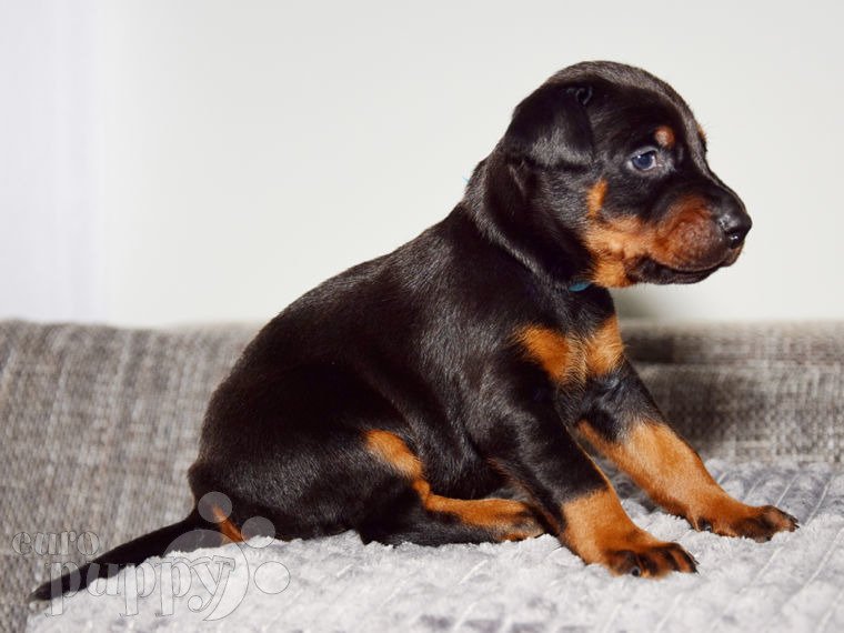 Doberman Pinscher puppy