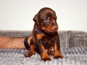 Doberman Pinscher puppy