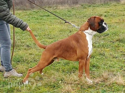 Boxer puppy