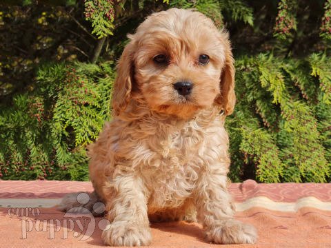 Cavapoo puppy