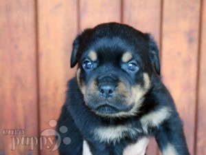 Rottweiler puppy