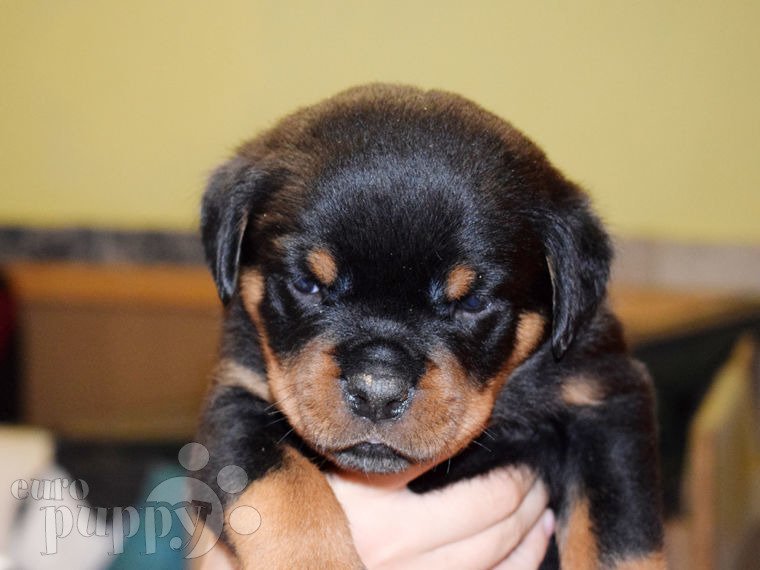 Rottweiler puppy