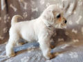 Schnauzer Miniatura cachorro en venta