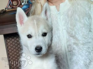 Siberian Husky puppy