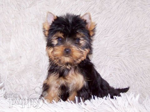 Yorkshire Terrier puppy