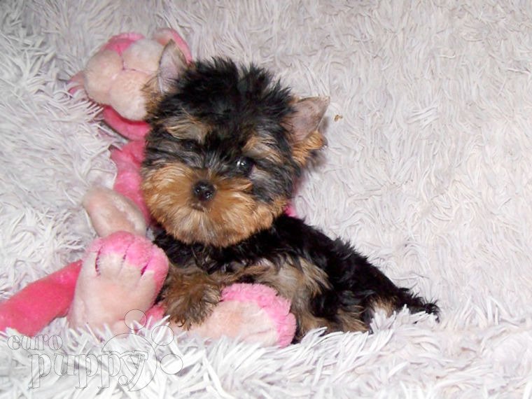 Yorkshire Terrier puppy