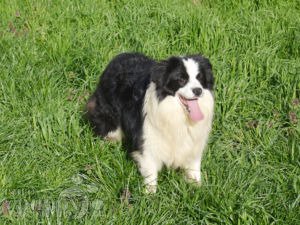 how much is a border collie puppy cost in india