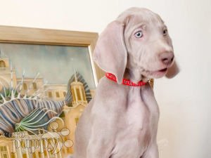 Weimaraner puppy