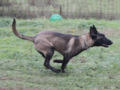 Belgian Malinois puppy