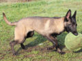 Belgian Malinois puppy