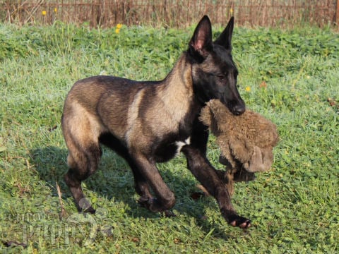 Belgischer Schäferhund puppy