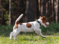Jack-Russell-Terrier puppy